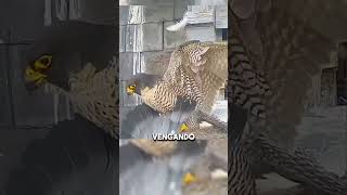 Halcón toma venganza 😱🤯 planet animales safari animals faunasalvajes [upl. by Milks825]