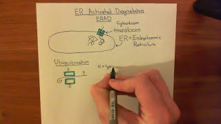 Endoplasmic Reticulum Activated Degradation ERAD Part 1 [upl. by Massimo]