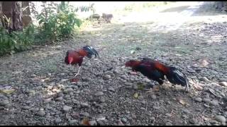 Ayam pembunuh [upl. by Mansur363]