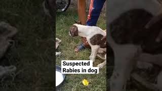 Rabies in dog I Hydrophobia [upl. by Oijres929]