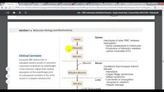 Biochemistry  Bilirobin Metabolism and Jaundice [upl. by Noirda]