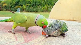 Talking Ringneck Parrot Greeting Baby Parrot [upl. by Bobseine709]