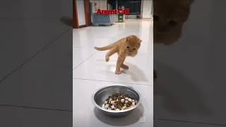 funny pets🤣🤣 comedyvideos funny animals [upl. by Zehcnas]