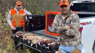 grandiosa cacería de faisanes con perro de muestra braco alemán [upl. by Pepita]