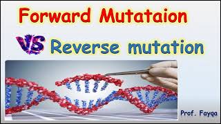 Forward Mutation VS Reverse Mutation [upl. by Ahsenahs]