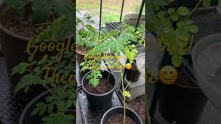 Get a Moringa tree [upl. by Atiugram584]