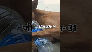 जीवन loves dogsloversshantimotivation [upl. by Hillel]