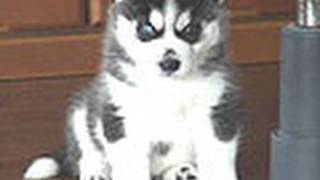 baby husky Beagle 20 years old [upl. by Fauch]