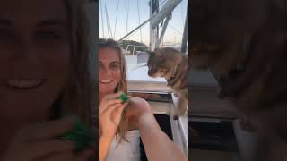 sailboat sunsets with my cat😻 [upl. by Otrebide]