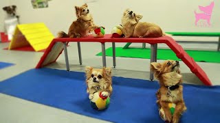 Cute Chihuahua Dog Tricks and Agility [upl. by Yak]