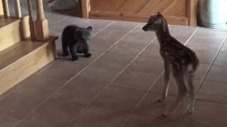 Bear Cub meets fawn for first time [upl. by Onder]