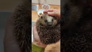 Unser Igel nimmt fleißig zu igel igelpflege hedgehog natur [upl. by Ayiotal]