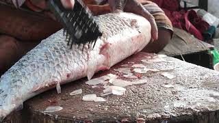 Nora Fish Cutting Skills In Bangladesh Fish Market  Fish Cutting Skills 2024 [upl. by Serilda]