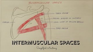 INTERMUSCULAR SPACES  ANATOMY  SIMPLIFIED ✔ [upl. by Winthrop438]