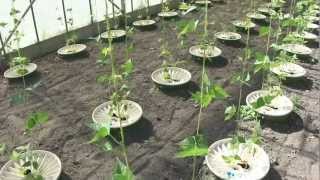 Vegetable growing with the Groasis Technology and save water  June 1  2011 Part 1 [upl. by Jessey]