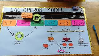 lac operon modelproject idea 12th classbiology project [upl. by Galateah]