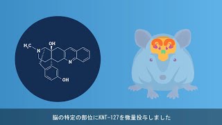 オピオイドδ受容体作動薬KNT127で恐怖記憶を軽減 [upl. by Manas]