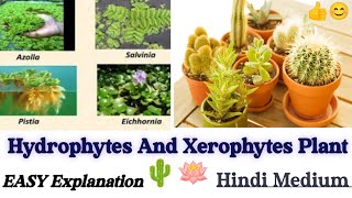 All About Hydrophytes And Xerophytes Plants 🌵 Full Details In Hindi 🔥 Botany Subject bsc viral [upl. by Murdock]