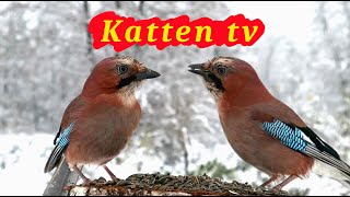 Katten tv 📺 Videos voor katten om vogels te kijken 🐦 [upl. by Petulah]