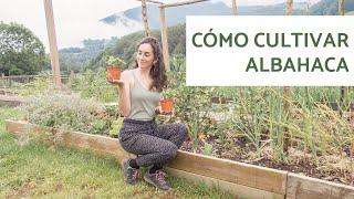 Como CULTIVAR ALBAHACA en casa [upl. by Faxan97]