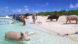 Swimming Pigs Of Exuma [upl. by Fesoj779]