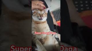 Daga🐈❤😘😘cat catfunny catlover cuteecats funny funnycatvideos shorts ytshorts shortsfeed yt [upl. by Haymes]