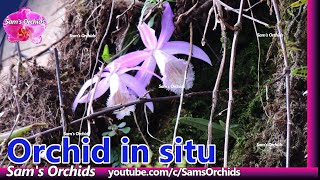 Orchid in situ Pleione formosana natural habitat [upl. by Eidoow]