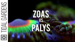 Zoanthid and Palythoa identification and taxonomy [upl. by Matheny]