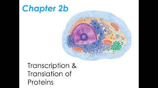 Chapter 2  Transcription amp Translation of Proteins [upl. by Iahs78]