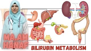 TitlequotBilirubin Metabolism Explained From Breakdown to Excretionquot [upl. by Eirehc862]