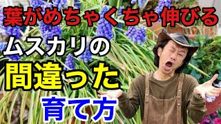 【要注意】そのままだとムスカリは花が咲かなくなります 【カーメン君】【園芸】【ガーデニング】【育て方】 [upl. by Asserak]