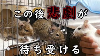 流血必至の大喧嘩勃発！！！皆さんデグーの多頭飼いには気をつけて！私は最大の過ちをしてしまった。 [upl. by Pacificas]