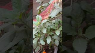 Jai Ma tulsi tulsi astrology motivation tulsikeupay navratrispecial tulsipujavidhi diwali [upl. by Asher]