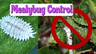 8 EASY Solutions for Mealy Bugs  How to Get Rid of Mealy Bugs on Houseplants [upl. by Analle]