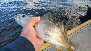 ONE Daiwa Bait Junkie Minnow catches 5x Jewfish instantly [upl. by Tra364]