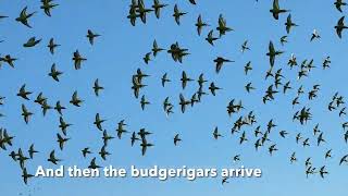 Desert Waterholes  finches budgies and raptors [upl. by Anah]