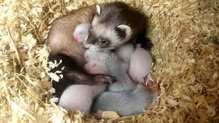 Basic Ferret Breeding From day 1 to week 8 [upl. by Willabella]