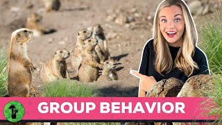 Animal Group Behavior  Why Animals Work Together [upl. by Ennylcaj]