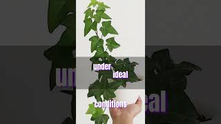 English ivy Plant houseplants indoorplants plants [upl. by Wanonah]