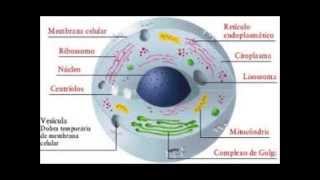 Introdução a Citologia [upl. by Glenn]