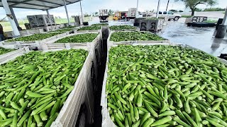 Leek Okra Green Plum Harvesting Machine  World Modern Agriculture Technology  Harvest vegetables [upl. by Breanne]