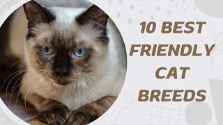 10 Best Friendly Cat Breeds [upl. by Refynnej]