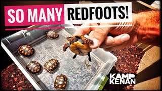 Beginners guide to REDFOOT Tortoises [upl. by Kerat]