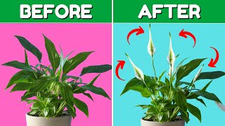 Top 5 Peace Lily Care Tips You Need to Know [upl. by Nahoj]