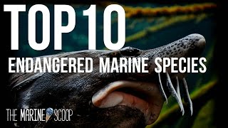 TOP 10 ENDANGERED MARINE SPECIES [upl. by Tallbot]