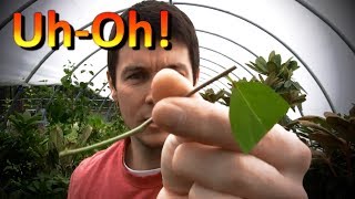 Propagating Rooted Cuttings of Dogwoods Rose of Sharon Weigela Climbing hydrangea and Spirea [upl. by Yellac]