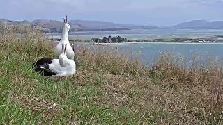 Royal AlbatrossL returns from the sea Lovely sky calls from both 💗359 pm 20230128 [upl. by Linnette859]