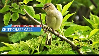 Chiffchaff chirping in spring chiffchaff singing bird song [upl. by Lauri784]