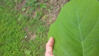 Video of kudzu plant [upl. by Lokim]