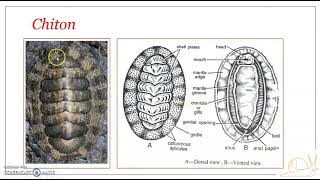 Classification of Phylum Mollusca  Class Polyplacophora [upl. by Ethelyn]